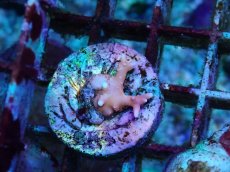 画像2: No.9 CE Anacropora TNT (2)