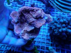 画像1: No.5 ウスコモンサンゴ　レッド (1)