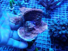画像2: No.5 ウスコモンサンゴ　レッド (2)