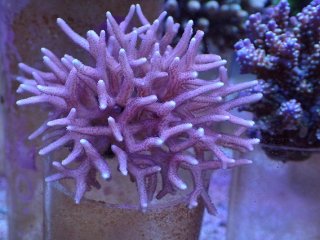 若者に人気のブランド No.53 フィジー産 オオバナサンゴ グリーンマルチを買うなら 海水魚用品