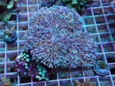 画像1: No.22 フィジー産 チガイウミアザミ　クダサンゴ付き　　【入荷したのは1個のみ！】 (1)