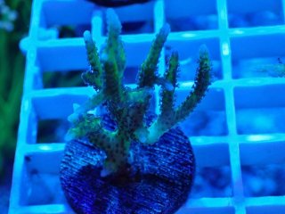 No.16 オオタバサンゴを買うならアクアスタイルユー 大阪の