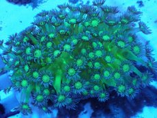 画像1: No.1 ハナガササンゴ グリッタ― ラメハナガサ　　【入荷個数が少ないです！】 (1)