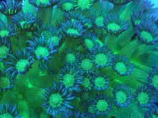 画像2: No.1 ハナガササンゴ グリッタ― ラメハナガサ　　【入荷個数が少ないです！】 (2)