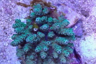 ☆】マルハナガタサンゴ オオバナサンゴマルチ