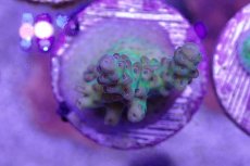 画像1: No.3 CE Acro Aurora (1)