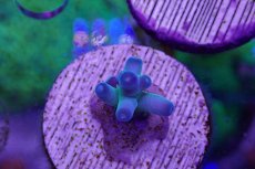 画像1: No.4 CE Acro Fakeinata (1)