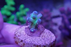 画像2: No.4 CE Acro Fakeinata (2)
