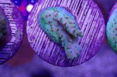 画像1: No.6 CE Acro Hyacinth PinknBloo (1)