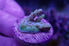 画像2: No.6 CE Acro Hyacinth PinknBloo (2)