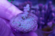 画像2: No.7 CE Acro Pearl Ghost (2)