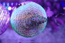 画像1: No.8 CE Acro Purple Polyp Thing (1)