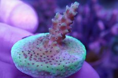 画像2: No.8 CE Acro Purple Polyp Thing (2)
