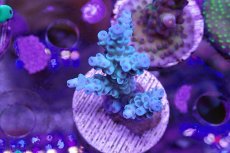 画像1: No.10 CE Acro Tenuis Blue (1)