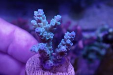 画像2: No.10 CE Acro Tenuis Blue (2)