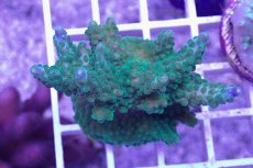 画像1: No.15 CE Acro Green Purple Meani (1)