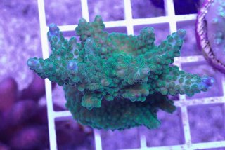 オオバナサンゴ　グリーン No.36 オオバナサンゴ を買うならアクアスタイルユー 大阪の