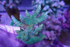 画像2: No.15 CE Acro Green Purple Meani (2)