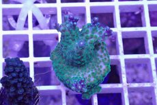 画像1: No.16 CE Acro Grape Vine Tort (1)