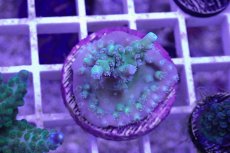 画像1: No.17 CE Acro Stink face (1)