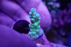 画像2: No.18 CE Acro TenuisGreen (2)