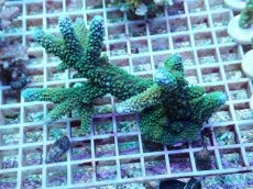 画像1: No.113 フィジー産 ヒメマツミドリイシ　　【入荷したのは1個のみ！】 (1)