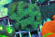 画像1: No.17 オオタバサンゴ (1)