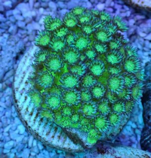 オオバナサンゴ　グリーンマルチ サンゴ】【通販】オオバナサンゴ（Metallic Green)（個体販売）No.23