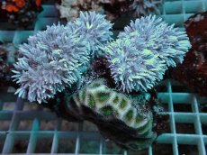 画像1: No.5 フィジー産 チガイウミアザミ パクパク　　【入荷したのは1個のみ！】 (1)
