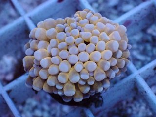 ライブロック ミックスザイズ を買うならアクアスタイルユー 海水魚