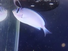 画像2: No.1 フィジー産 ヒレナガヤッコ ペア　　【珍しい、レアな個体♪】 (2)