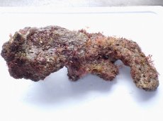 画像1: No.3 ライブロック　二個セット　海藻など付き　約1.8ｋｇ (1)