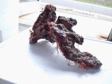 画像2: No.3 ライブロック　二個セット　海藻など付き　約1.8ｋｇ (2)