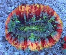 画像1: No.80 オオバナサンゴ マルチカラー (1)