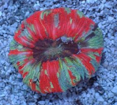 画像1: No.82 オオバナサンゴ マルチカラー (1)