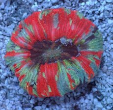 画像2: No.82 オオバナサンゴ マルチカラー (2)