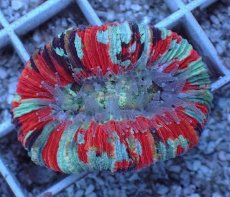 画像1: No.83 オオバナサンゴ マルチカラー (1)