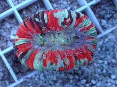画像2: No.83 オオバナサンゴ マルチカラー (2)