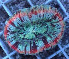 画像1: No.90 オオバナサンゴ マルチカラー (1)