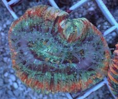 画像1: No.98 オオバナサンゴ マルチカラー (1)