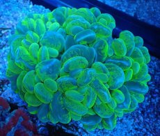 画像2: No.1 バブルコーラル マーブルグラデーションキャッツアイ　　【入荷したのは1個のみ！】 (2)