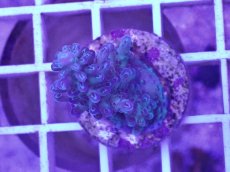 画像1: No.3 CE Acro Aqua Man (1)