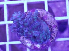 画像2: No.3 CE Acro Aqua Man (2)