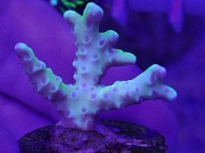画像1: No.7 CE Anacropora golden rod　　【珍しい、レアな個体♪】 (1)