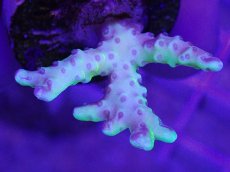 画像2: No.7 CE Anacropora golden rod　　【珍しい、レアな個体♪】 (2)