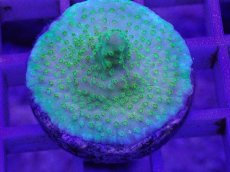 画像1: No.8 CE Acro Green Purple Meanie (1)