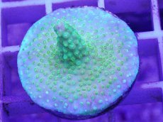 画像1: No.9 CE Acro Green Purple Meanie (1)
