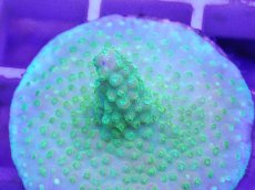 画像2: No.9 CE Acro Green Purple Meanie (2)