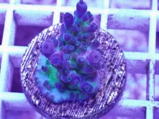 画像1: No.10 CE Acro Tortuosa Grape Vine (1)