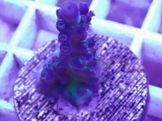 画像1: No.11 CE Acro Tortuosa Grape Vine (1)